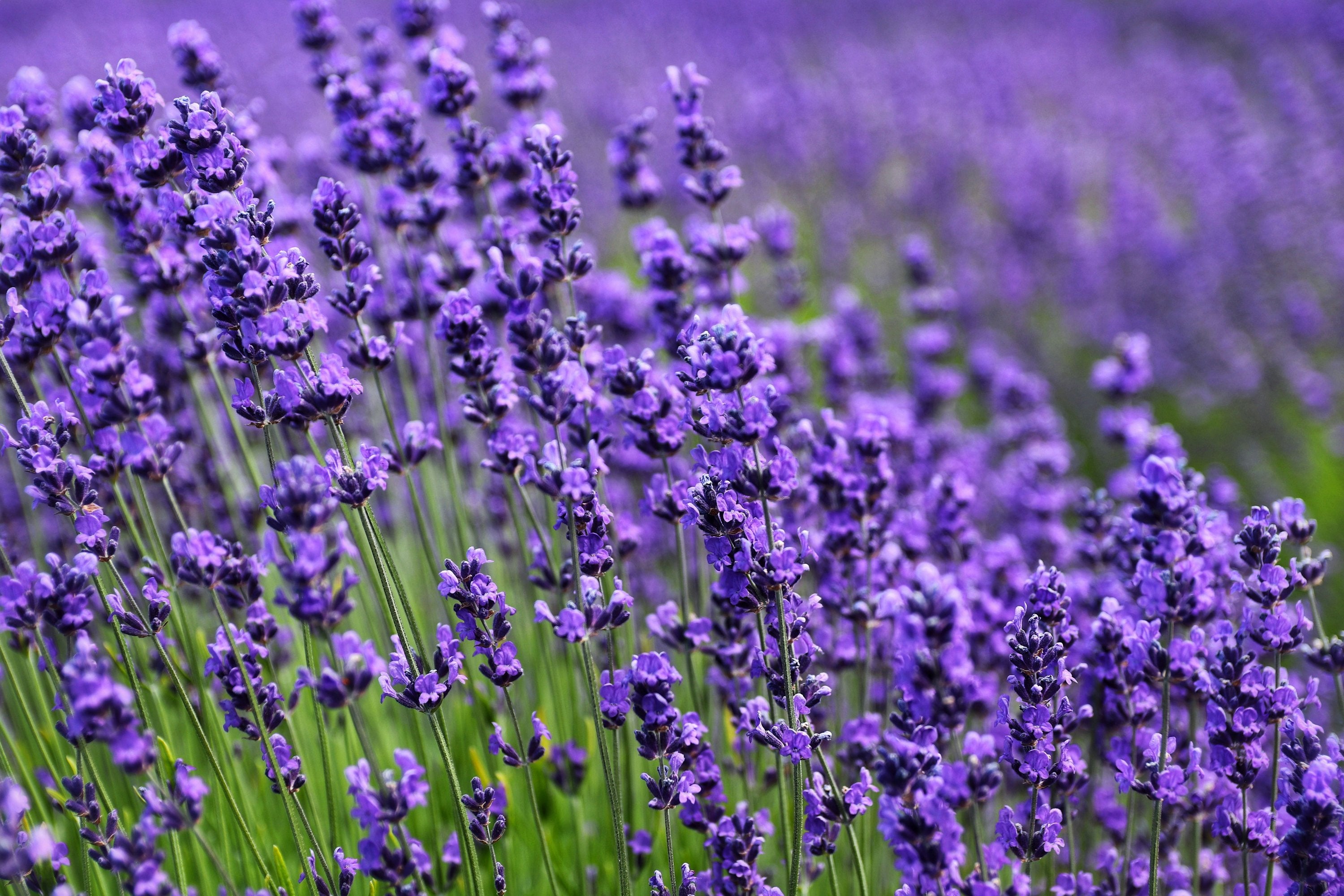 Dichtes Feld mit violetten Lavendelblüten auf grünen Stängeln, das Ruhe ausstrahlt.